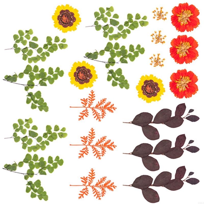 Gedroogde geperste bloem voor  - Art Craft With Leaves recensie en prijs